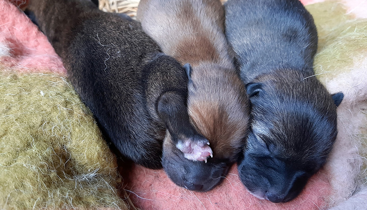 犬、猫、ヤギ、そして人間。異種ファミリーで臨む、愛犬あわのはじめての出産。