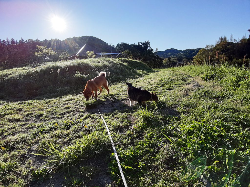 犬のあわと猫のワラワラ