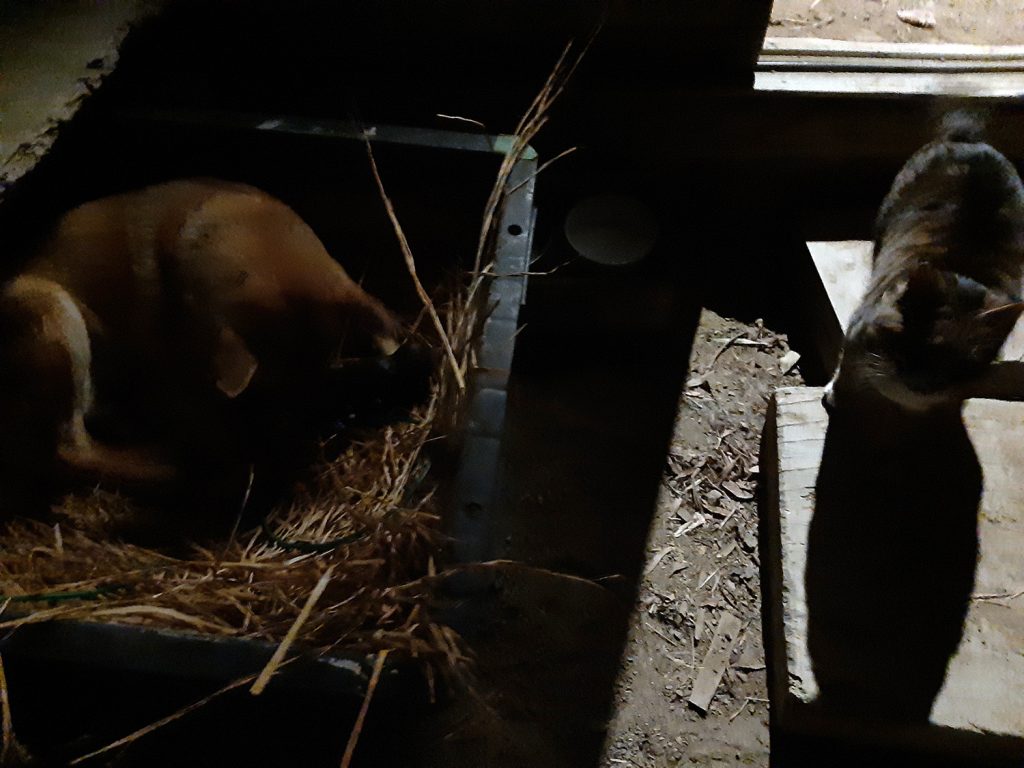 猫のワラワラも出産中の犬のあわを気にかけている