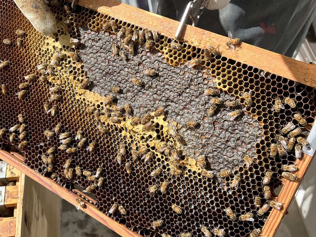 那覇市金城の住宅街で採れる希少なはちみつ『あかみね養蜂』｜那覇市金城_うるくローカルプレス