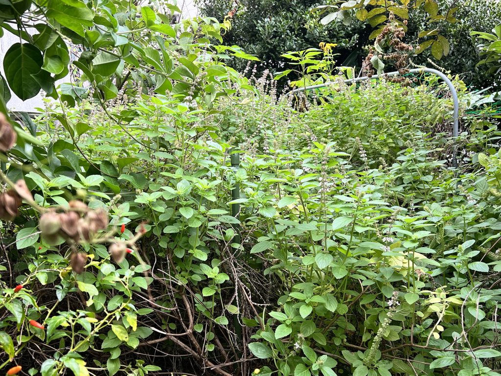 那覇市金城の住宅街で採れる希少なはちみつ『あかみね養蜂』｜那覇市金城_うるくローカルプレス