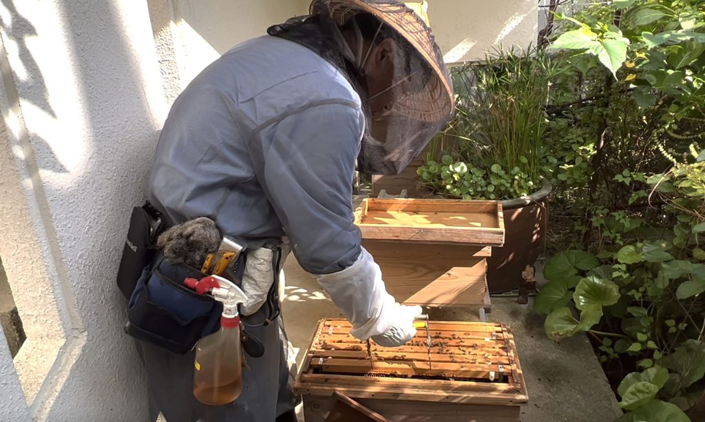 那覇市金城の住宅街で採れる希少なはちみつ『あかみね養蜂』｜那覇市金城_うるくローカルプレス