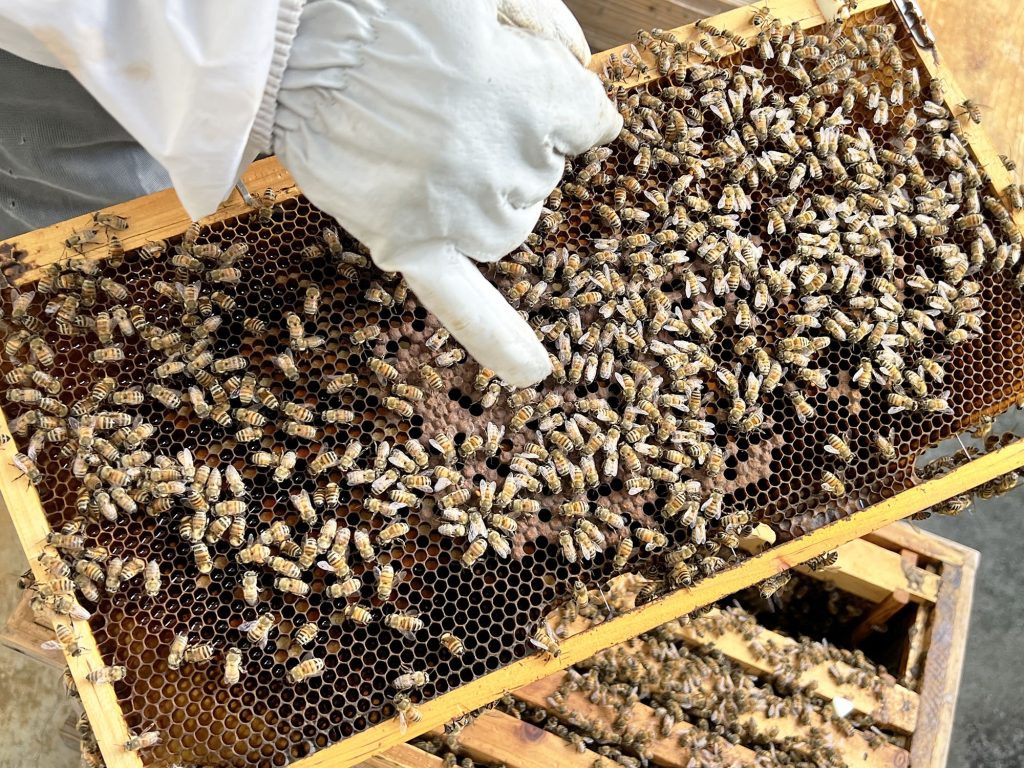 那覇市金城の住宅街で採れる希少なはちみつ『あかみね養蜂』｜那覇市金城_うるくローカルプレス