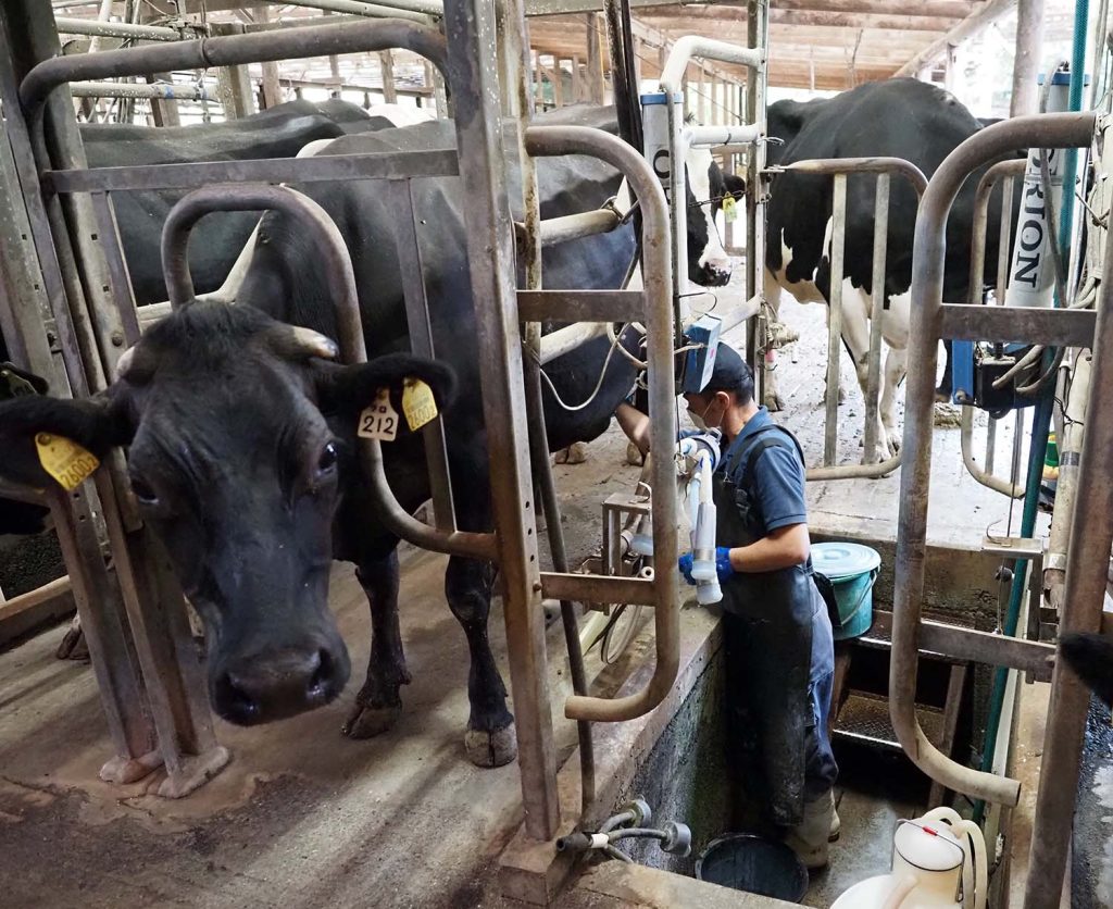 館山市須藤牧場搾乳の様子