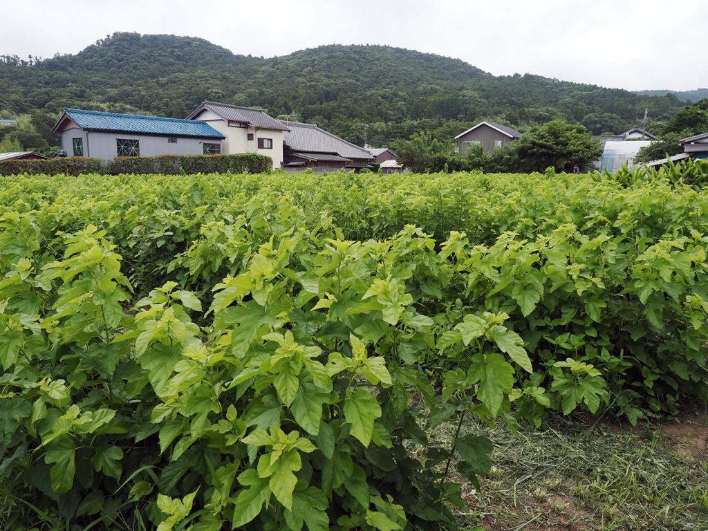 養蚕農家の内記さんが管理している桑畑。