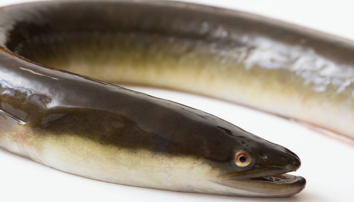 プライベートジェットで“幻の天然うなぎ”を獲る超豪華ツアー！重要文化 