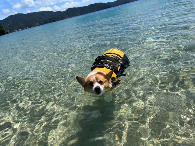 奄美の透き通る海で泳ぐ、愛犬バルー
