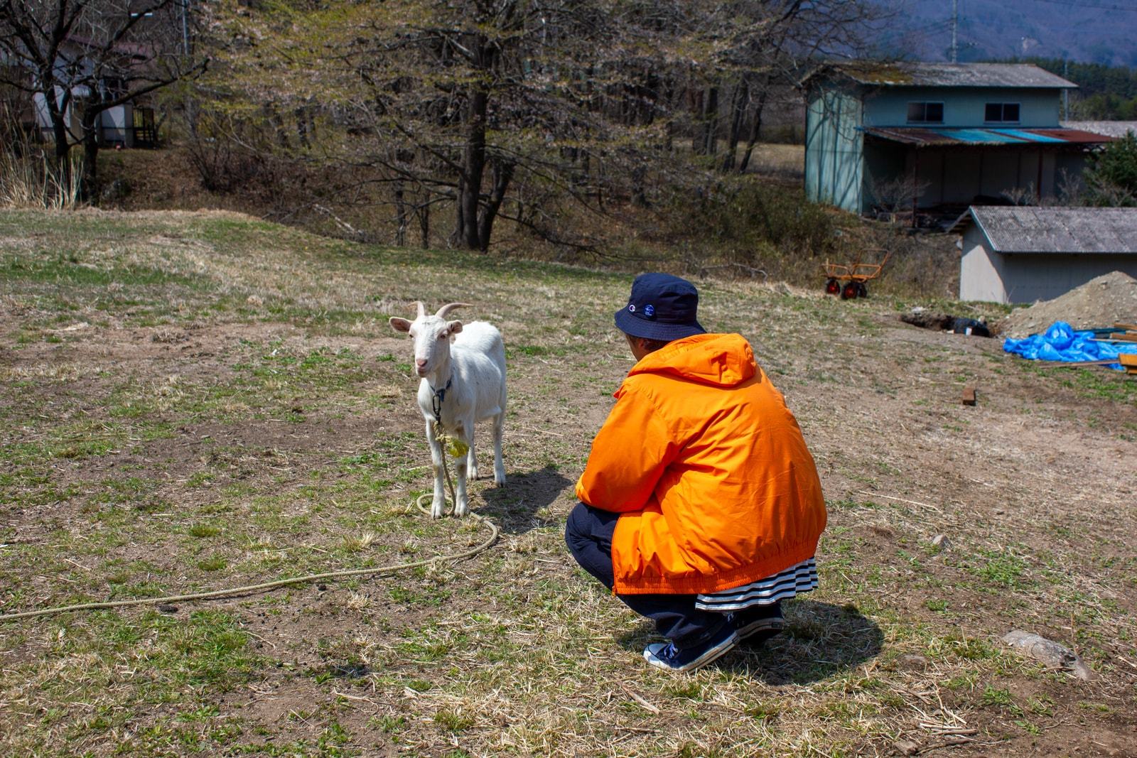 農場にいるヤギと犬に癒される疲れたおっさん