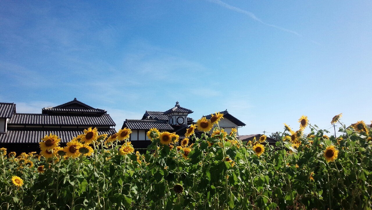 安芸市　野良時計とひまわり