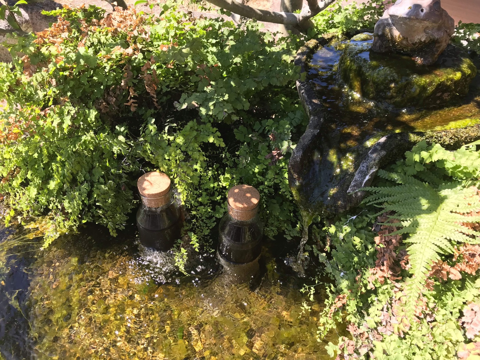 敷地内の湧き水で麦茶を冷やす