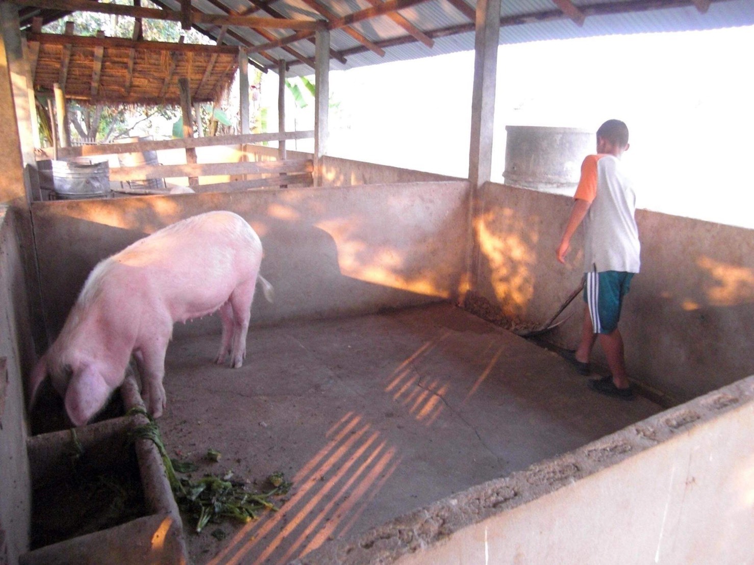 タイの養護施設では子供たちの「豚育」がある