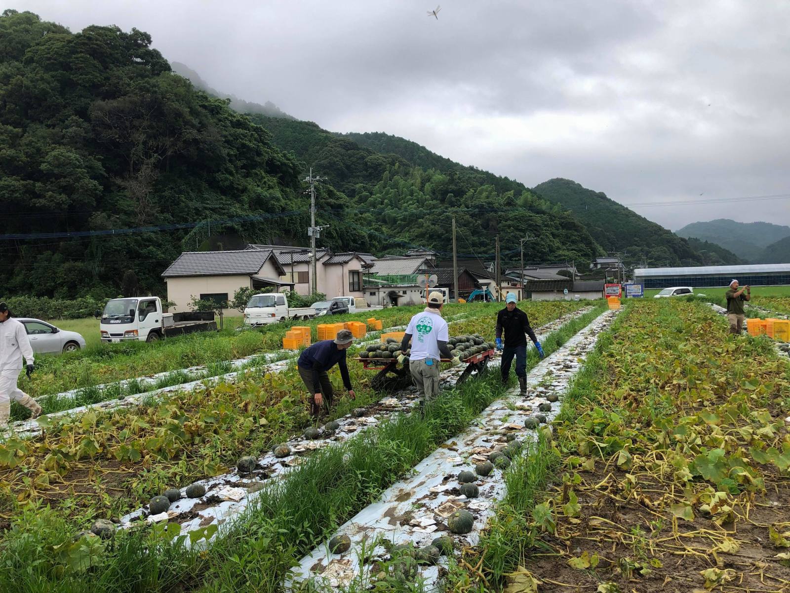 豪雨災害で、被害に遭ったかぼちゃを救出しているときの写真