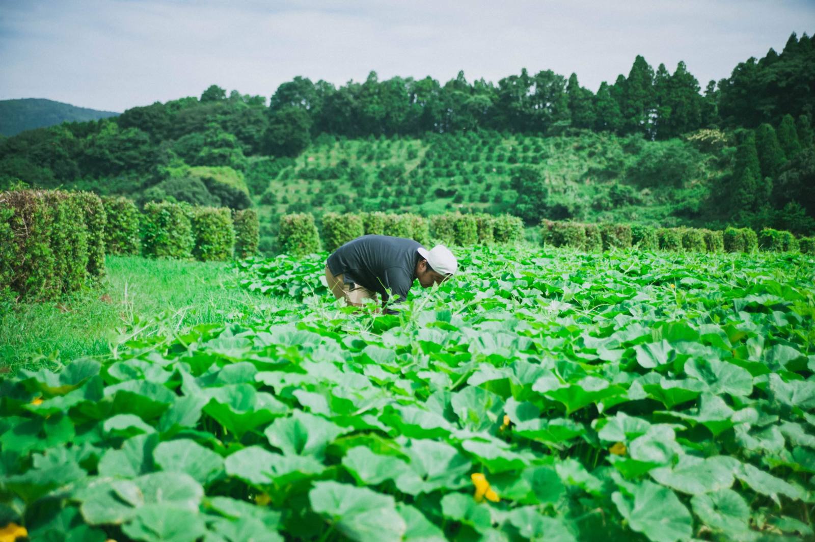 釜さんが畑で農作業を行う様子