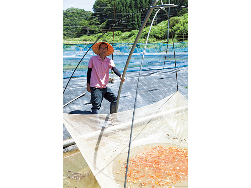 四つ手網で金魚を一気にすくい上げる。金魚は春に親が産卵し、容器のなかで孵化させ、1週間ほどで池に放流。山田さん自家製のエサを食べて育つ。