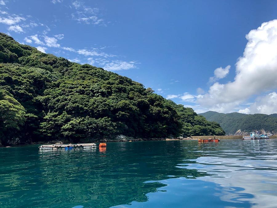 三重県熊野市二木島湾の定置網