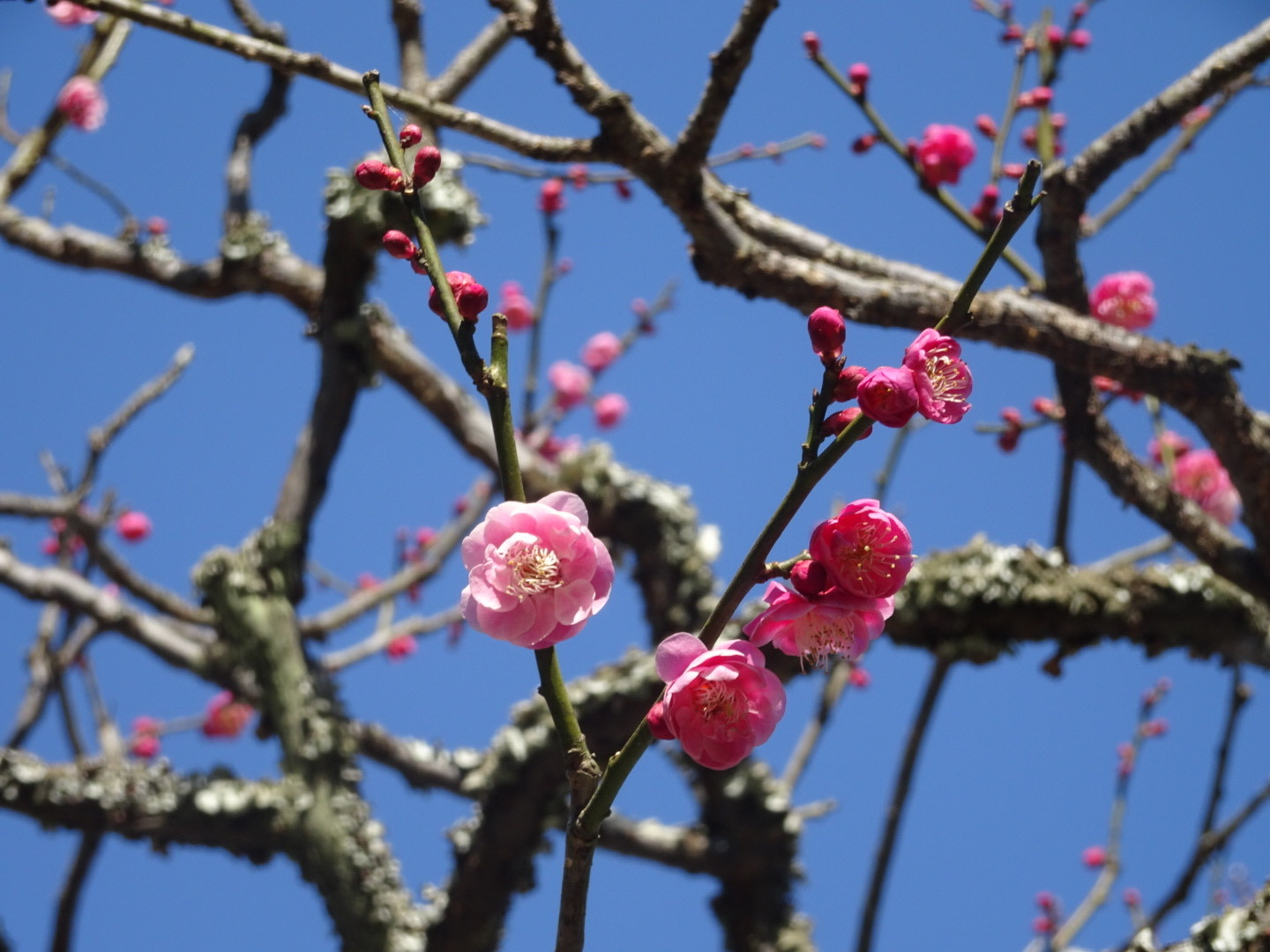 梅の花