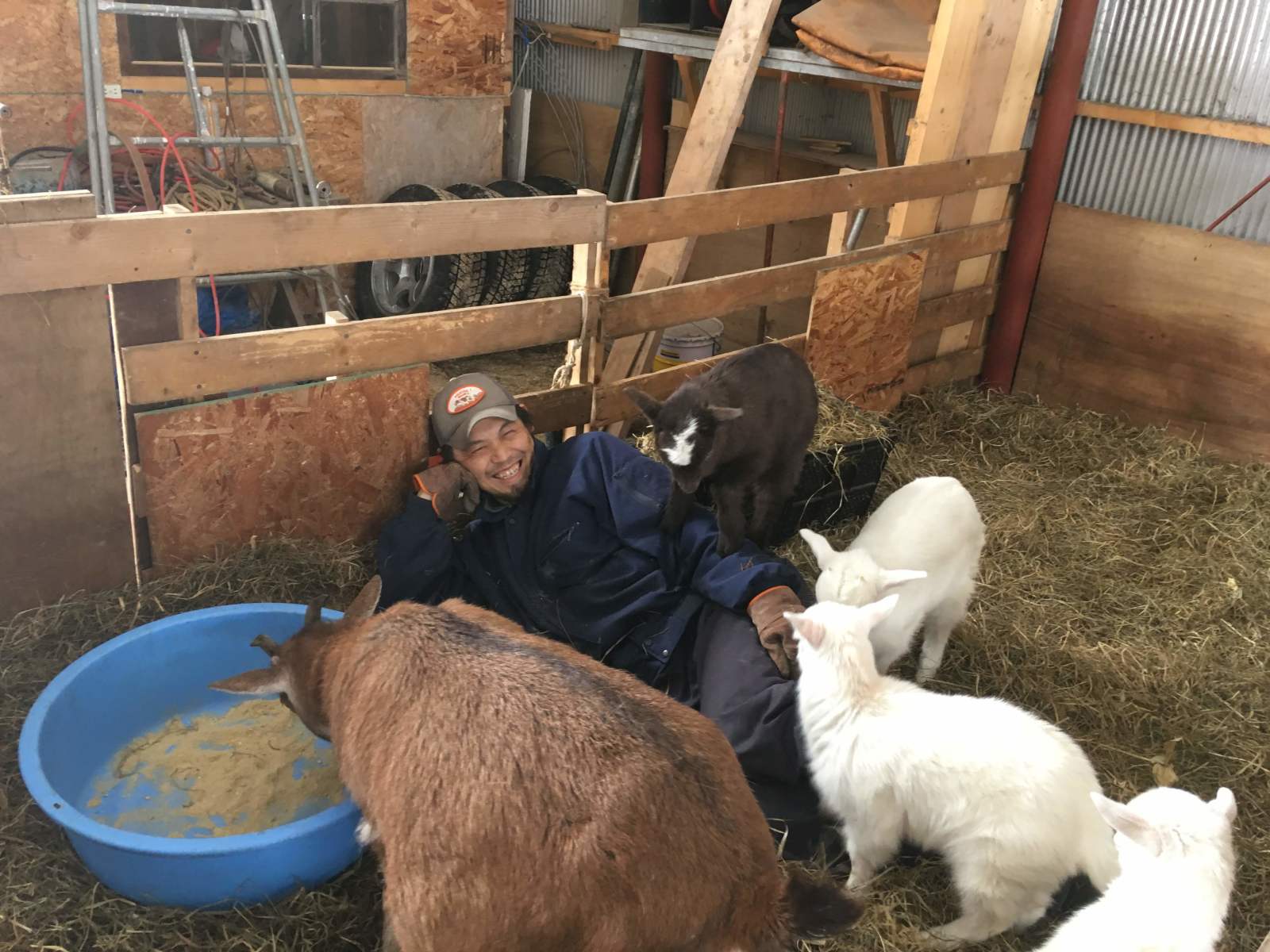 NiNiu Farmでは羊の他に、犬と山羊と猫とニワトリを飼っているそう