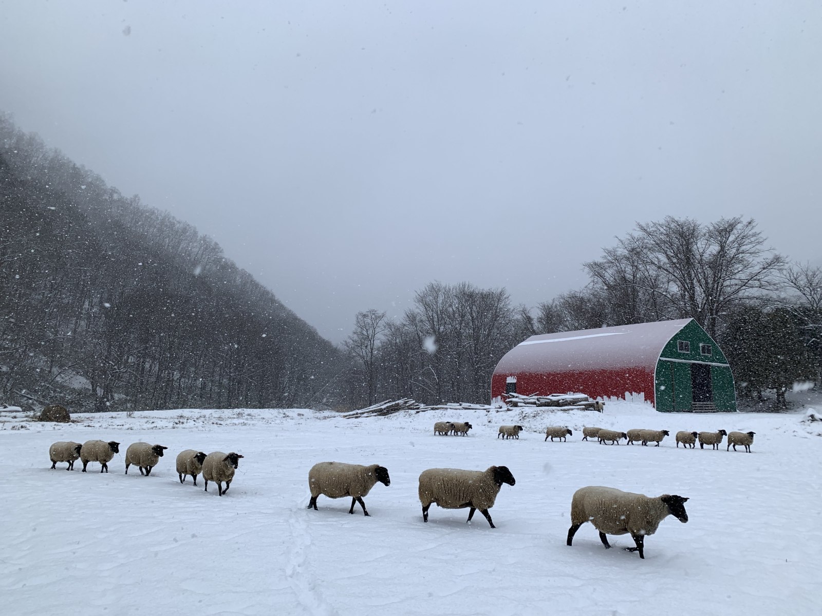 冬のNiNiu farmの様子