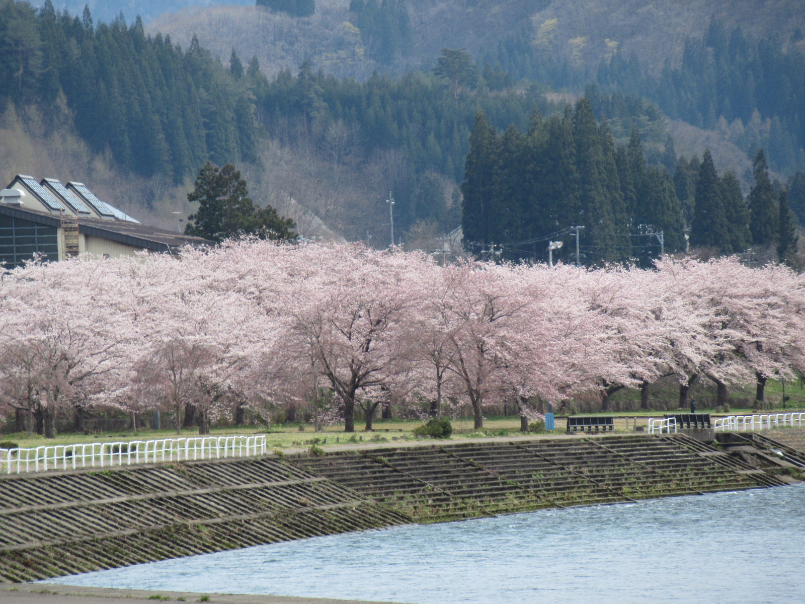 桜の季節の阿仁川