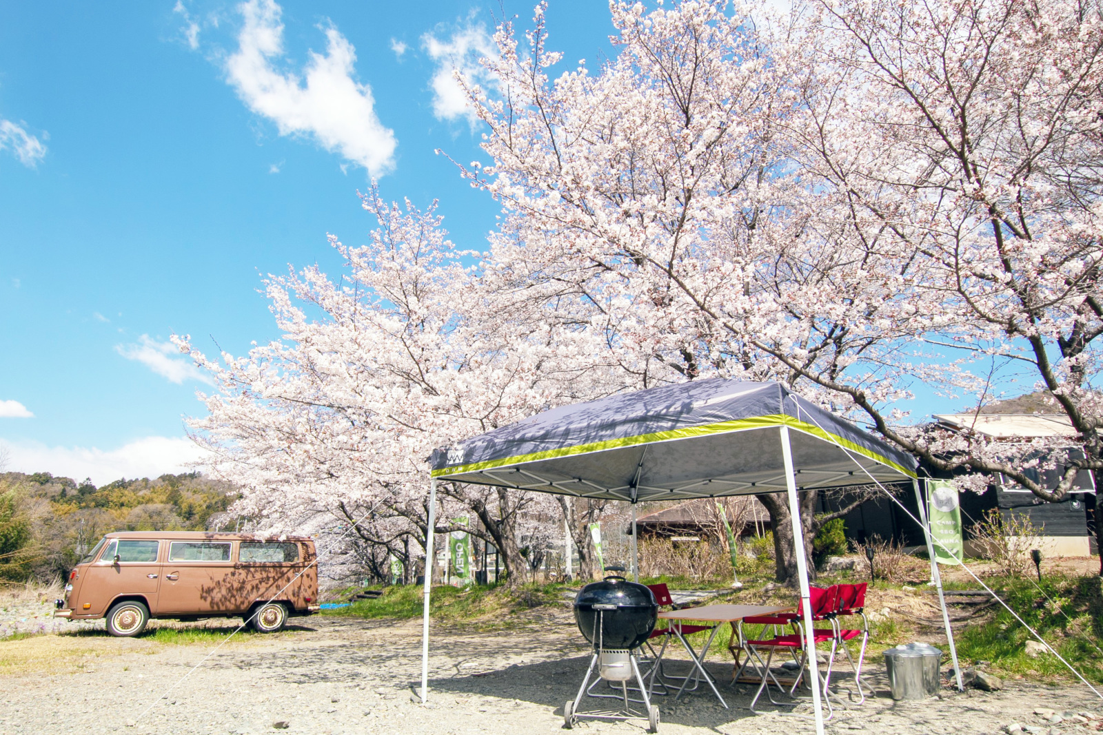 「桜の木一本貸し切りプラン」