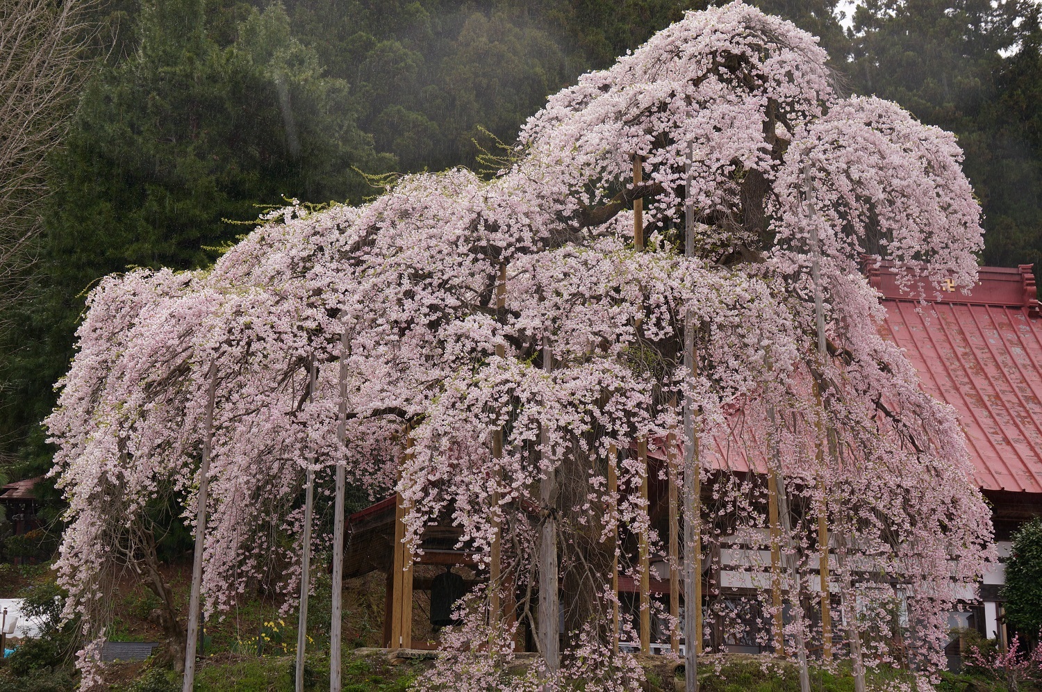 桜