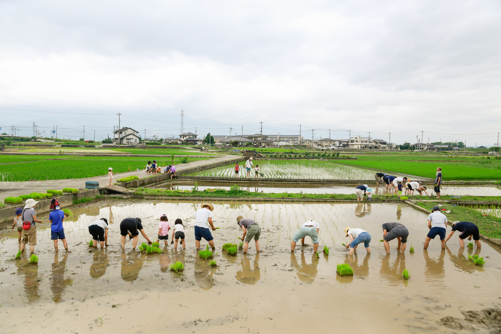 田植え