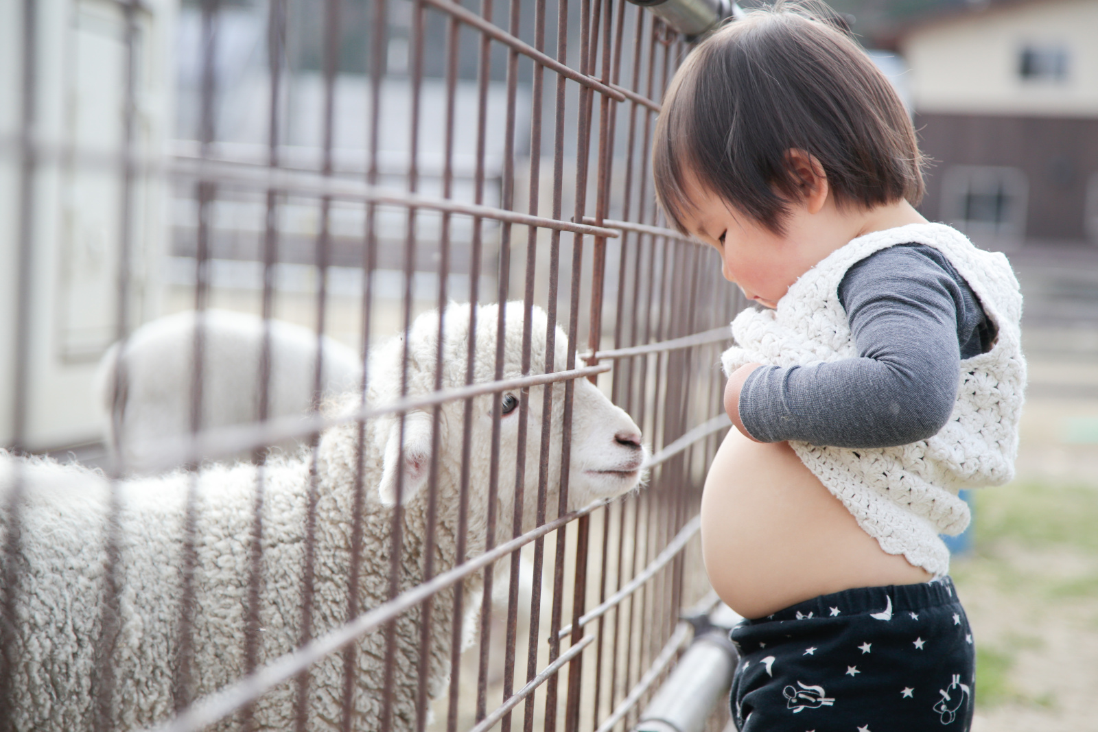 ひつじとお子さん