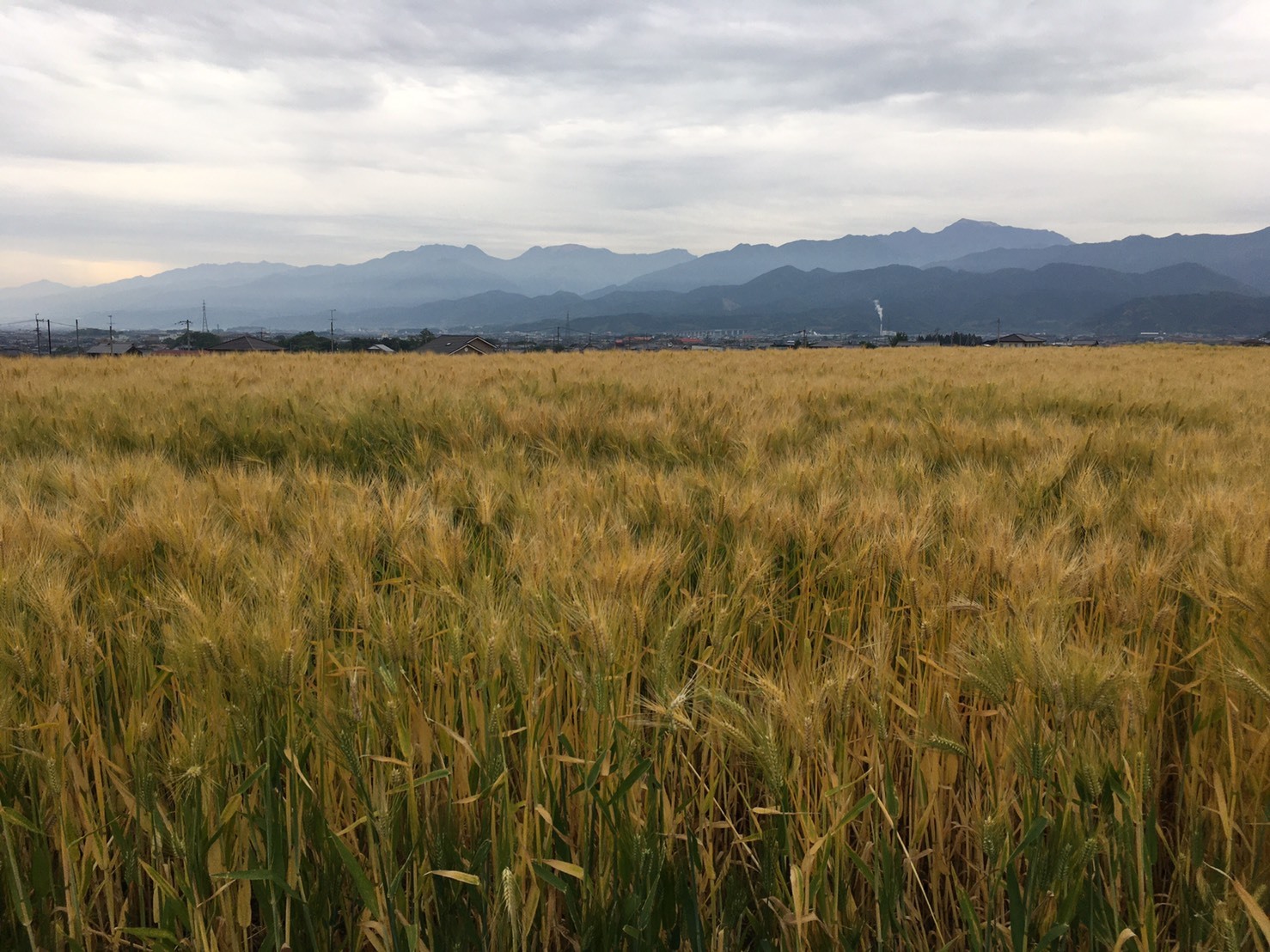収穫を前にしたはだか麦。背後には西本最高峰・石鎚山も（撮影：愛媛県西条市）