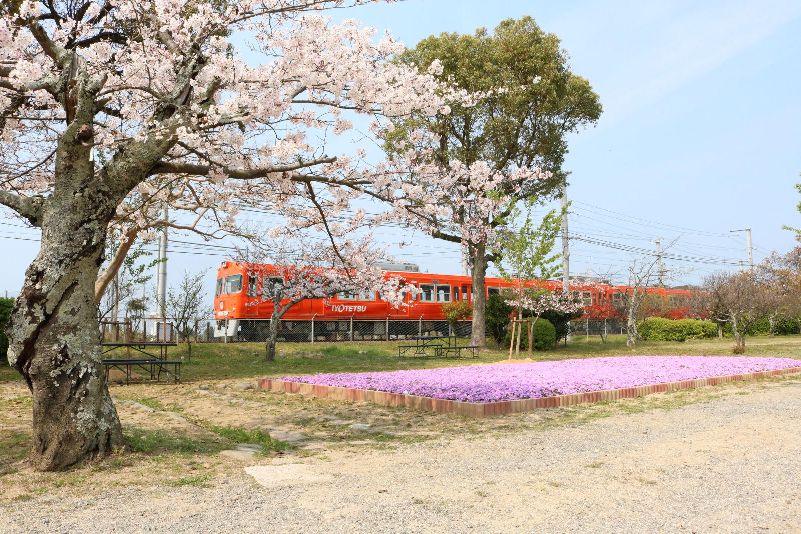 駅近くの梅津寺公園。梅、桜、つつじ、つばきなどで四季を通じて楽しむことができる。写真提供：伊予鉄グループ