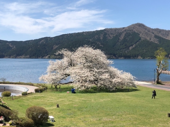 4月22日撮影　箱根園の一本桜①