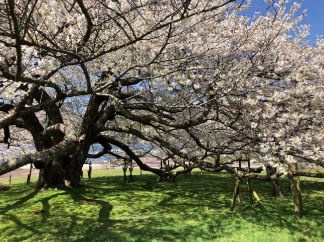 4月22日撮影　箱根園の一本桜②