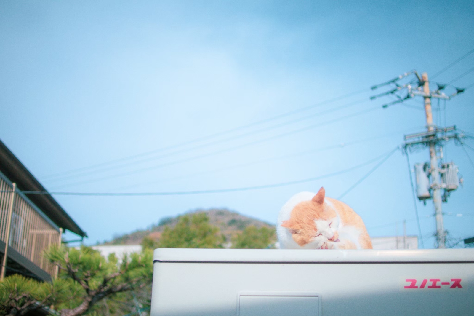 瀬戸内かわいい部