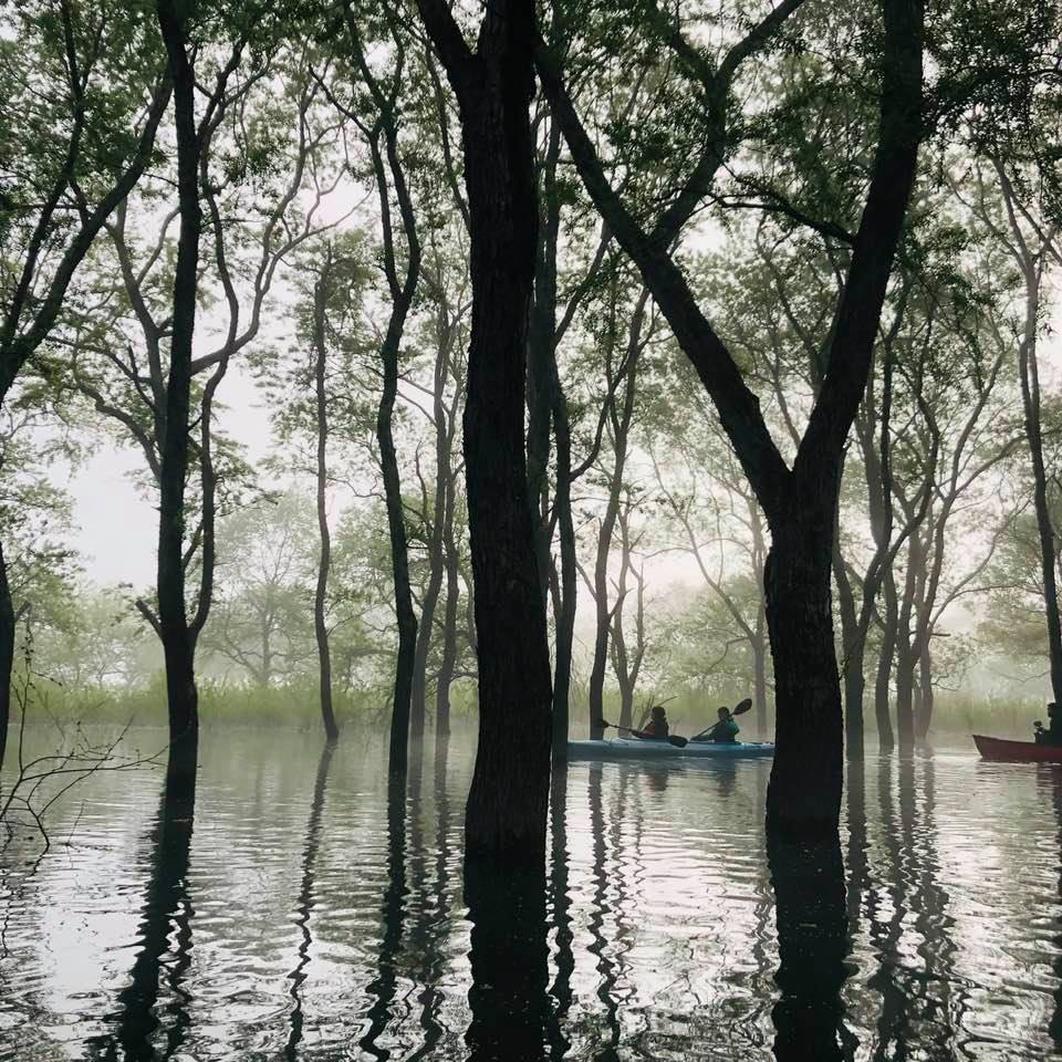 ライク・ア・バード